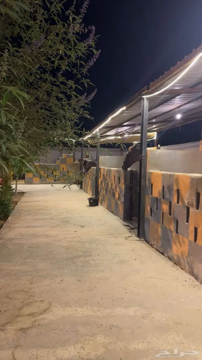 مربط واسطبل وايواء خيل 1