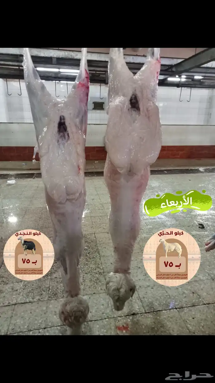 ملحمة ذبايح الحجاز ( اقرأ التعليقات و الصور) 28