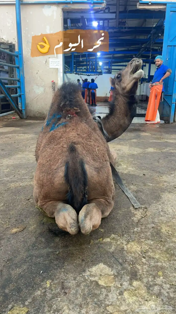 ملحمة ذبايح الحجاز ( اقرأ التعليقات و الصور) 26