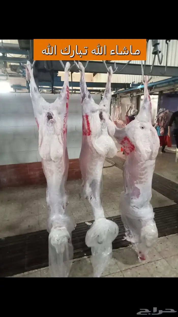 ملحمة ذبايح الحجاز ( اقرأ التعليقات و الصور) 44