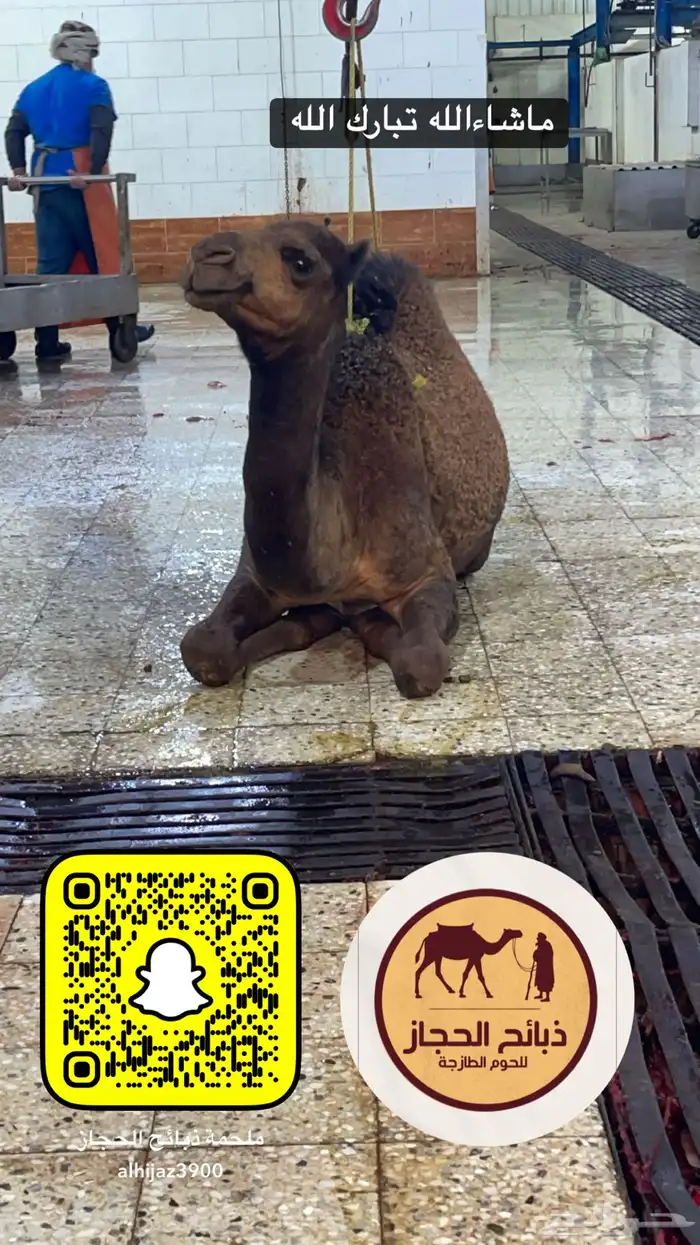 ملحمة ذبايح الحجاز ( اقرأ التعليقات و الصور) 41