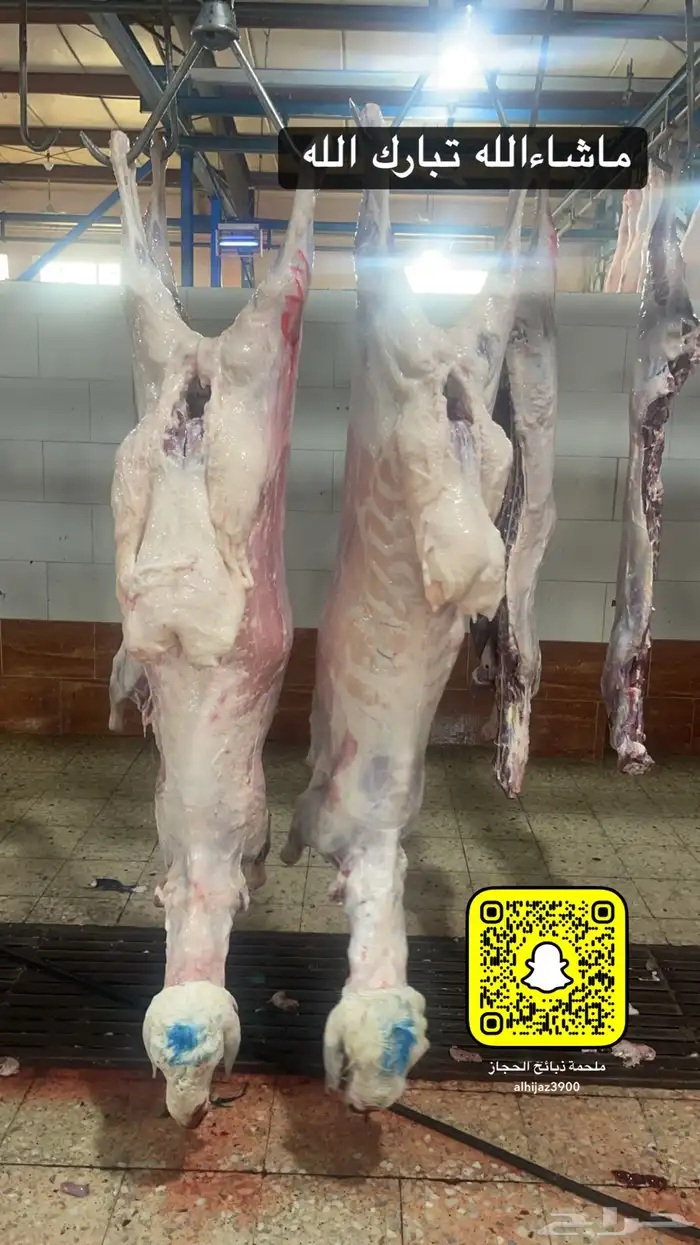 ملحمة ذبايح الحجاز ( اقرأ التعليقات و الصور) 40