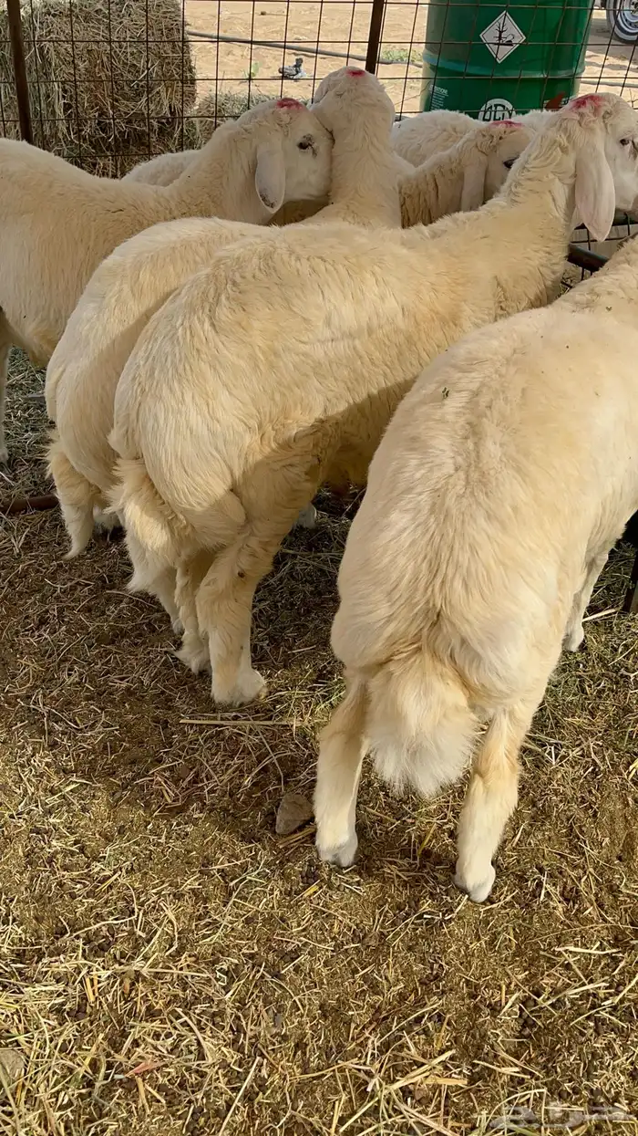 طليان حري جميع المقاسات نظيف ماشاء الله تبارك الله 3