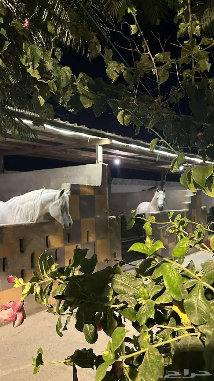 مربط واسطبل وايواء خيل 0