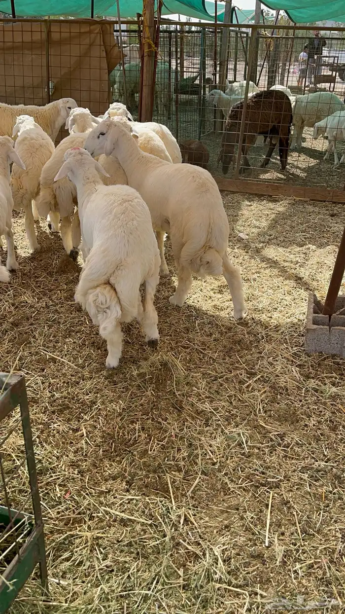 طليان حري جميع المقاسات نظيف ماشاء الله تبارك الله 0