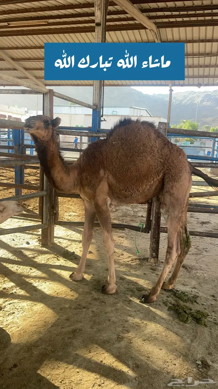 ملحمة ذبايح الحجاز ( اقرأ التعليقات و الصور) 49