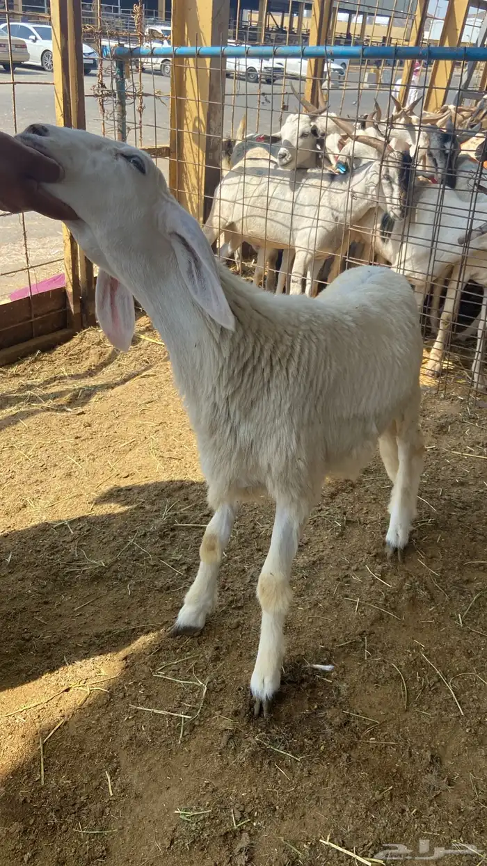 سواكني تربيه من المزرعه لباب بيتك 12