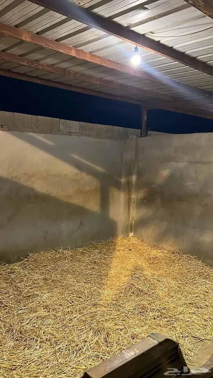 مربط واسطبل وايواء خيل 3
