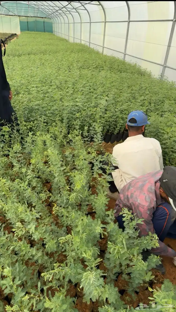 اشجار شتلات قرض افريقي و طلحيات بانواعها و سدر واشجار زينه 3