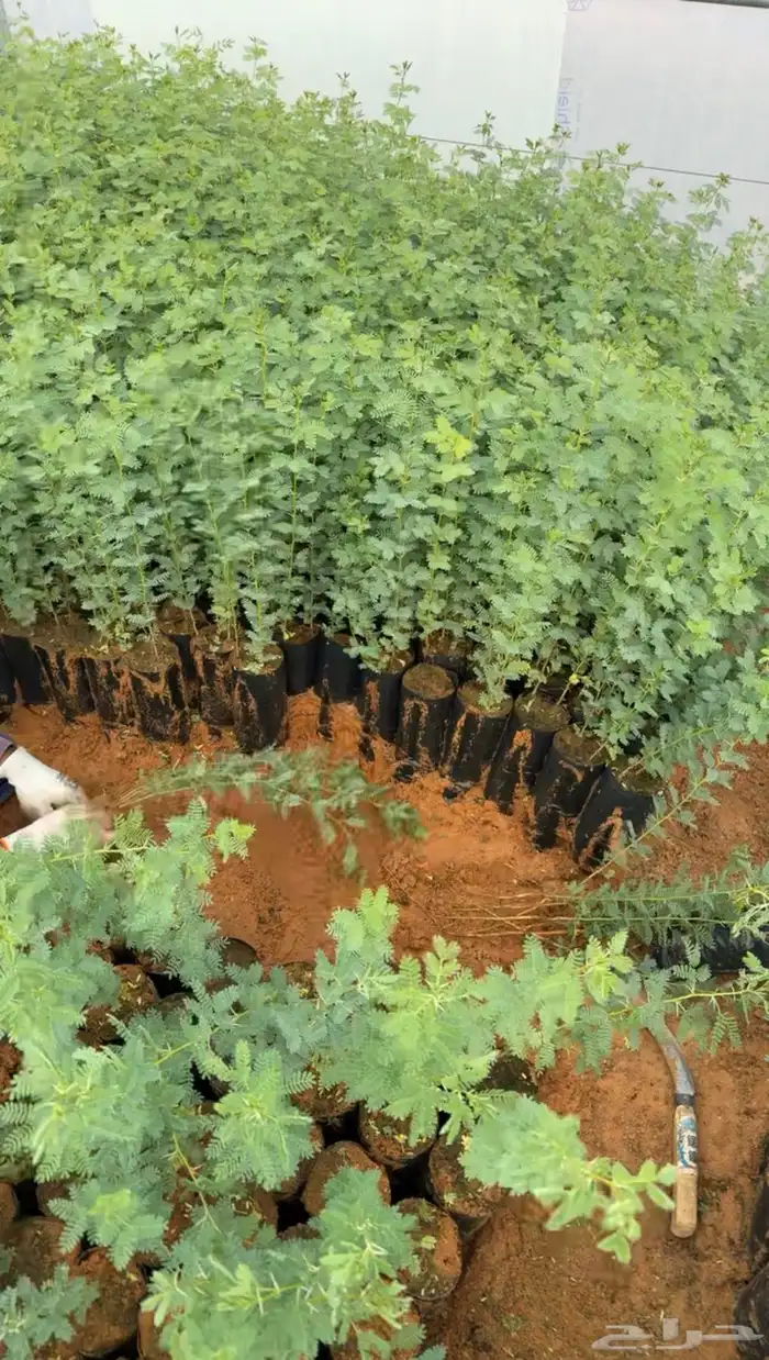 اشجار شتلات قرض افريقي و طلحيات بانواعها و سدر واشجار زينه 0