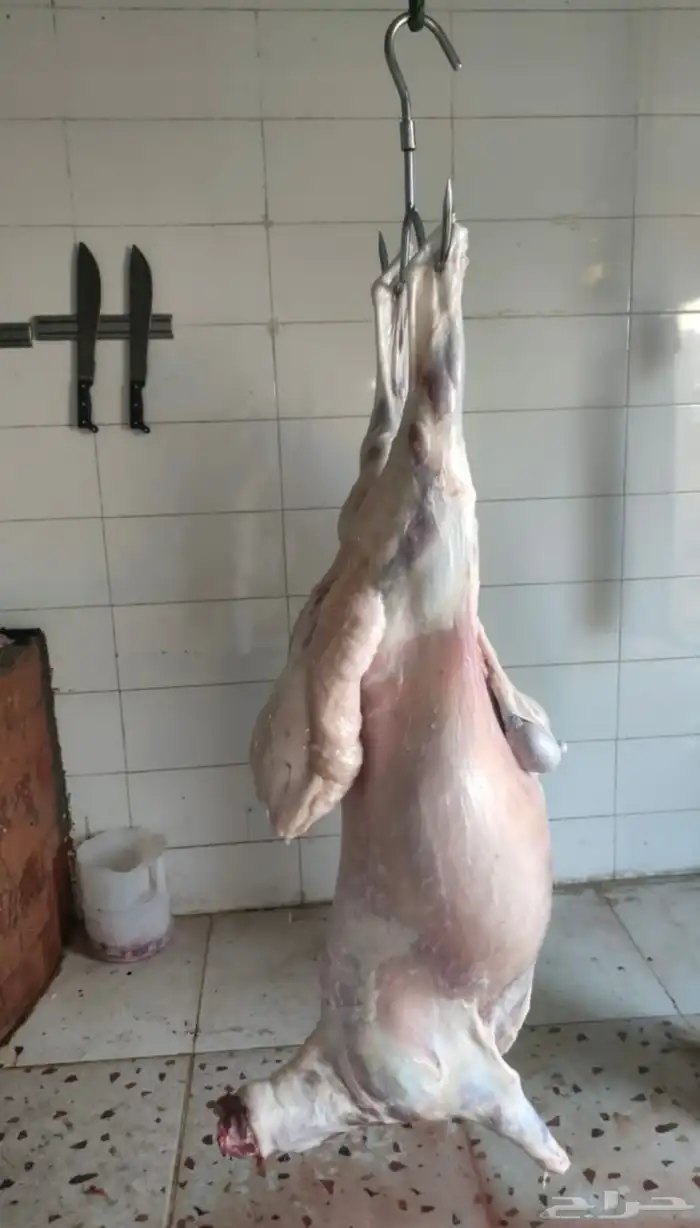 طليان حريات جبره للثلاجة والمناسبات 1