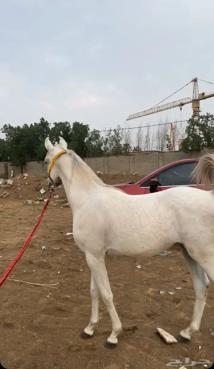 مربط خيول 10