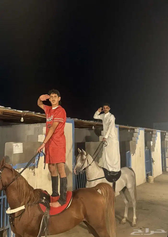مربط خيول 2