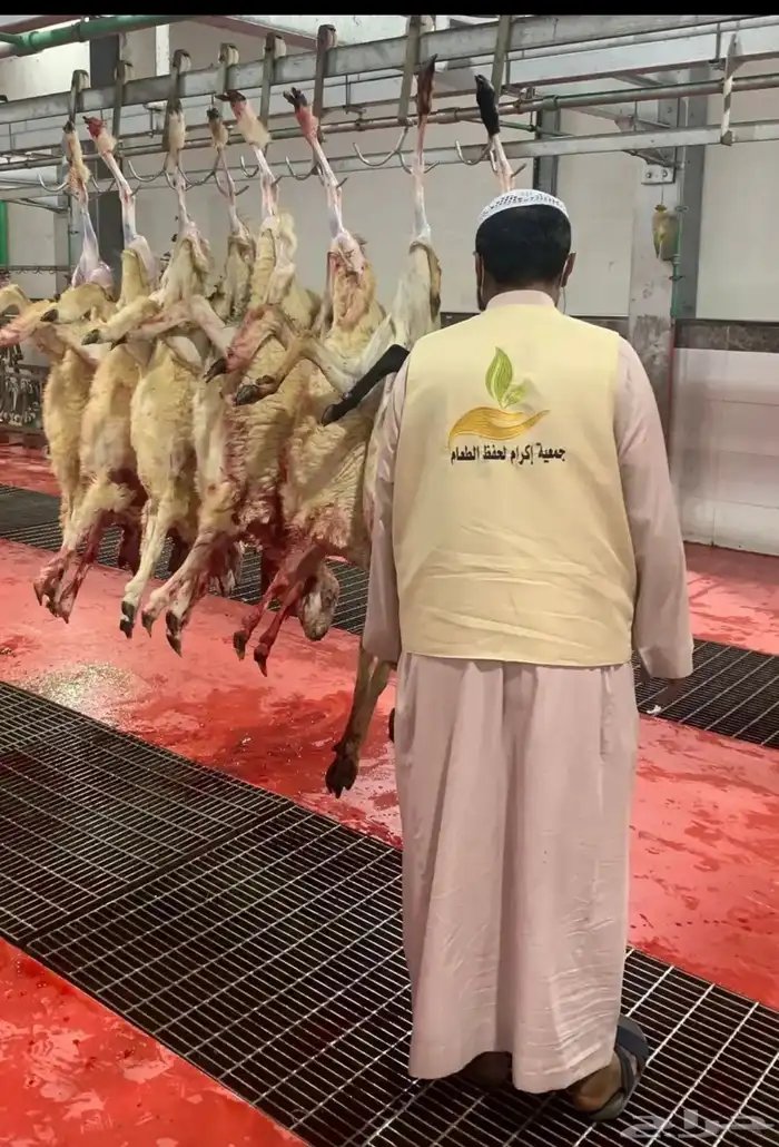خرفان سواكن جبر وسط هرافاء 4