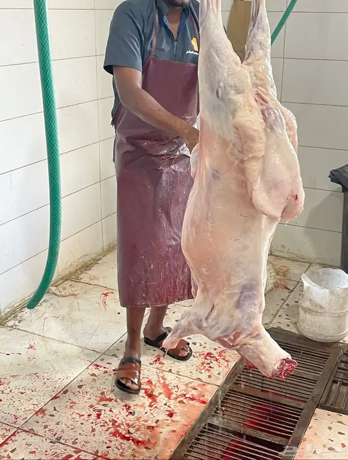 طليان حريات جبره للثلاجة والمناسبات 2