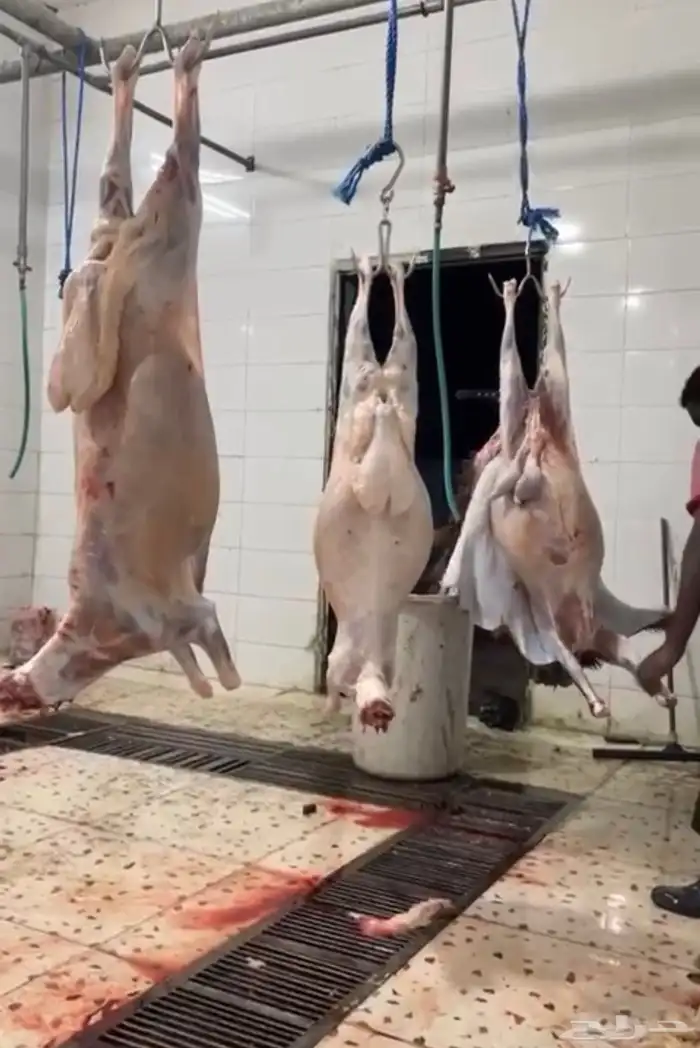 طليان حريات جبره للثلاجة والمناسبات 0