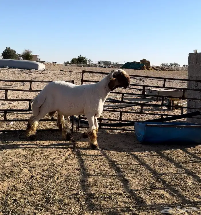 جذع فحل غنم صنف نعيم 2