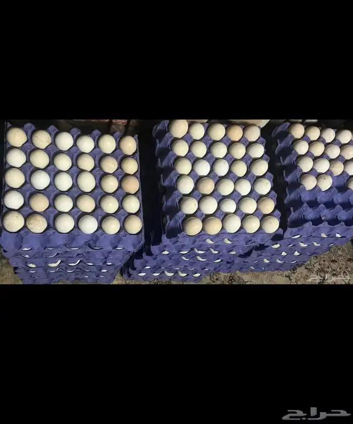 بيض بلدي اكل وفقاسه 1