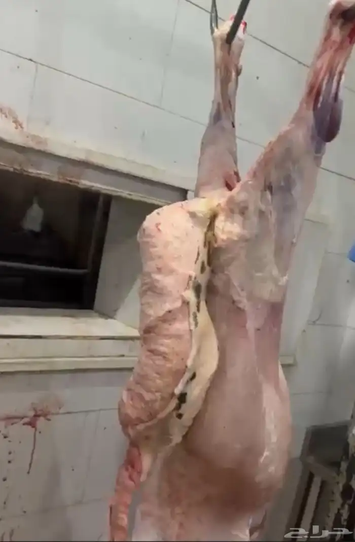 ذبايح شمال السلخ وتوصيل و التكيس 6