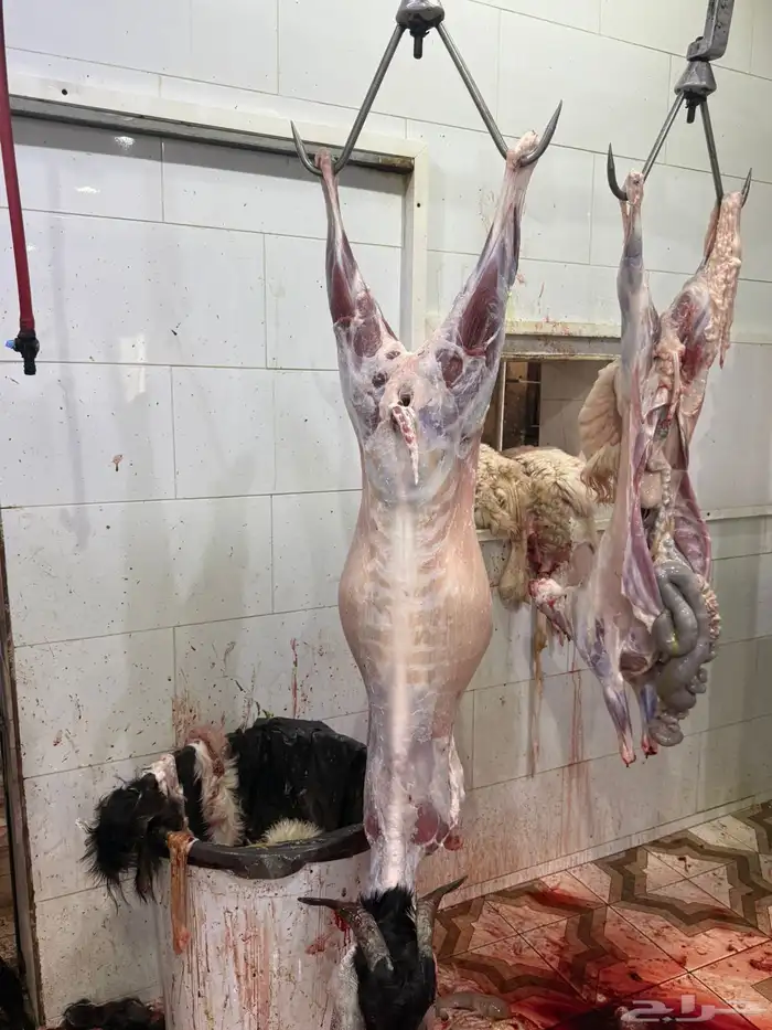 ذبايح شمال السلخ وتوصيل و التكيس 5