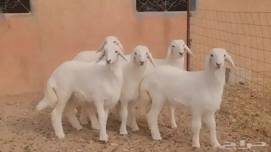 ذبايح ابو محمد المجمعة 2