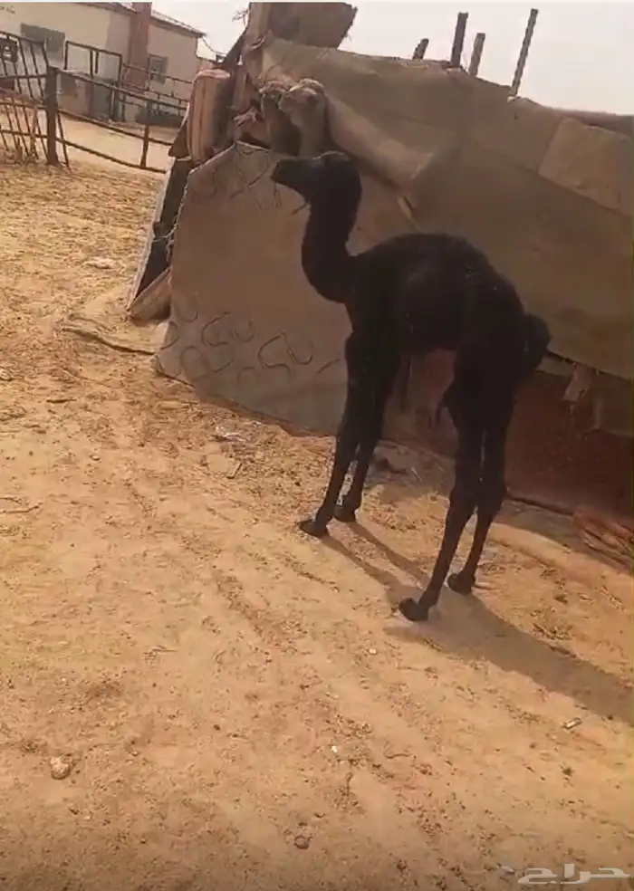 حواره ضيار ماشاءالله تبارك الله 1