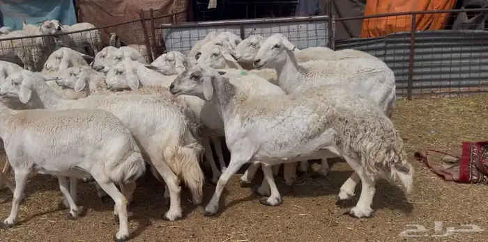 افلح من ذكر الله للبيع غنم حريات صنف فواخر 6