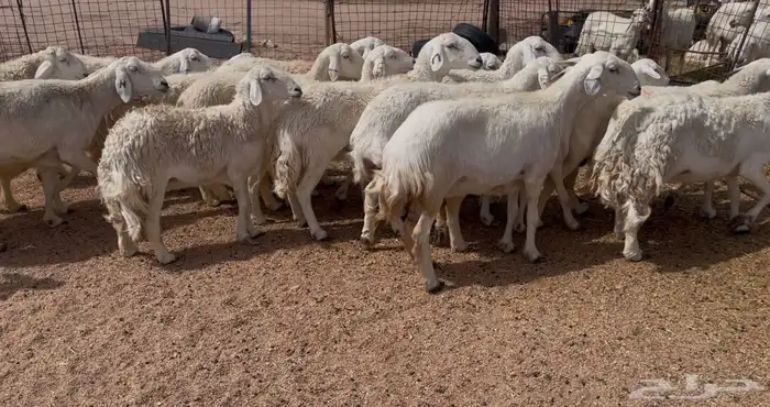 افلح من ذكر الله للبيع غنم حريات صنف فواخر 2