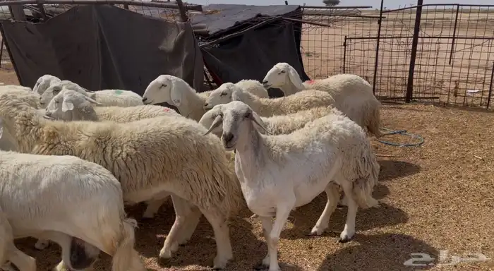 افلح من ذكر الله للبيع غنم حريات صنف فواخر 0