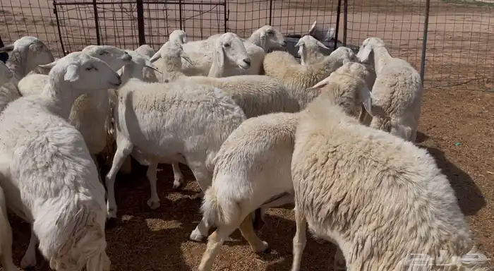 افلح من ذكر الله للبيع غنم حريات صنف فواخر 4