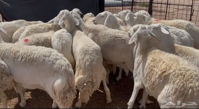 افلح من ذكر الله للبيع غنم حريات صنف فواخر 3