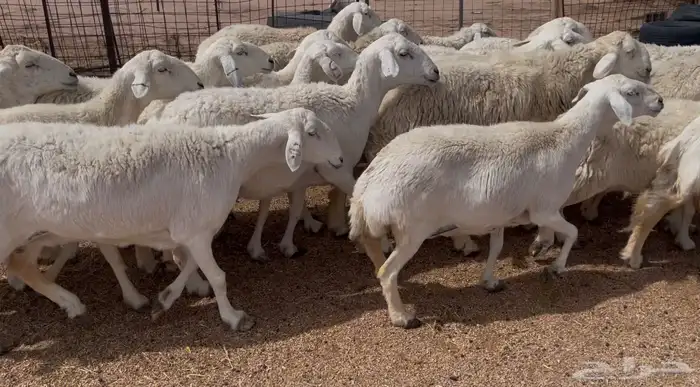 افلح من ذكر الله للبيع غنم حريات صنف فواخر 1