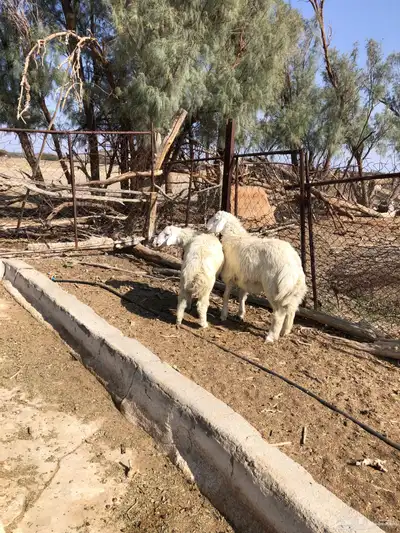 طليان فل الفل شحم ذبايح رمضان من مراح في الديره 4