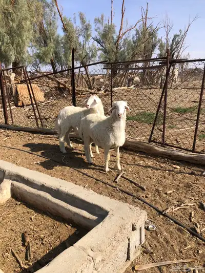 طليان فل الفل شحم ذبايح رمضان من مراح في الديره 12
