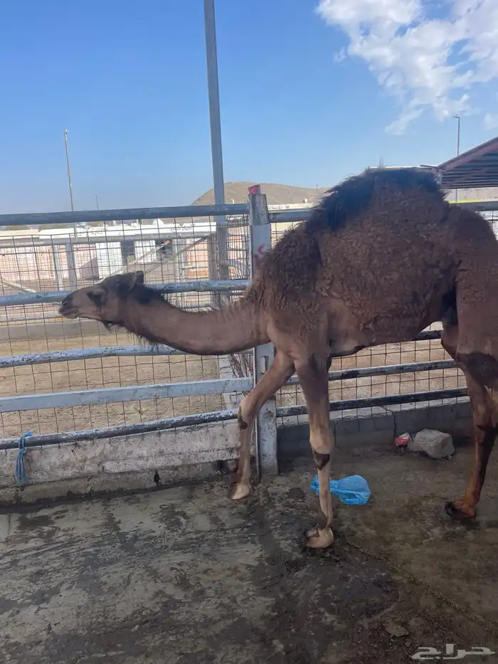 ملحمة ذبايح الحجاز ( اقرأ التعليقات و الصور) 53