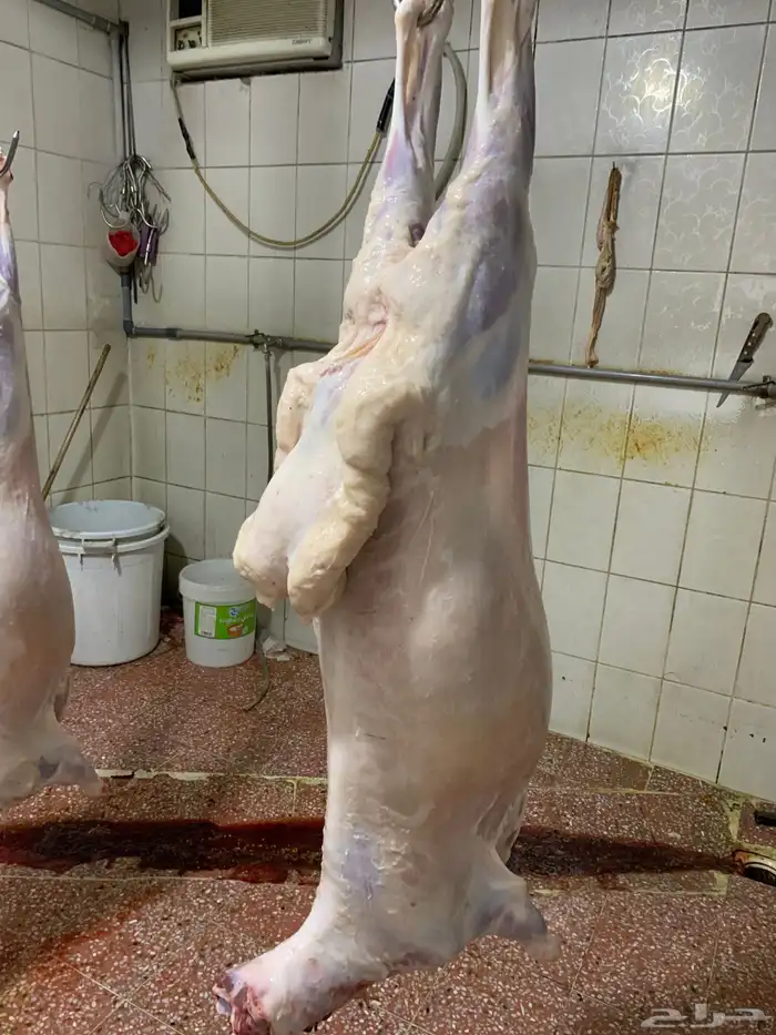 حري ذبايح ثلاجه ذبائح مناسبات يوجد صلخ وتقطيع وتوصيل 1