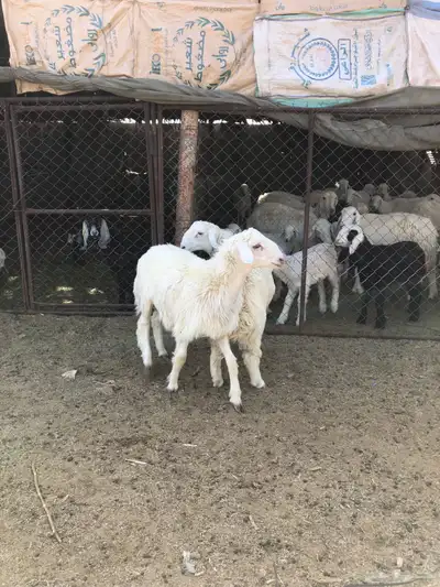 طليان فل الفل شحم ذبايح رمضان من مراح في الديره 7