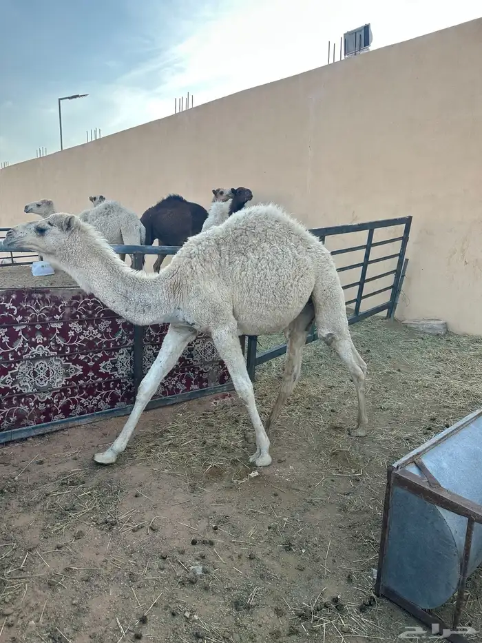 قعدان مفاريد 1