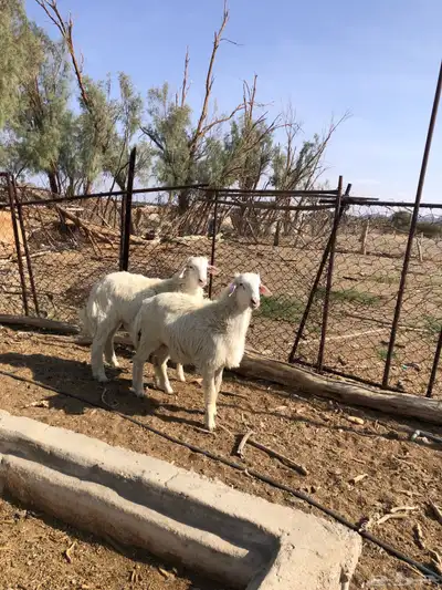 طليان فل الفل شحم ذبايح رمضان من مراح في الديره 10