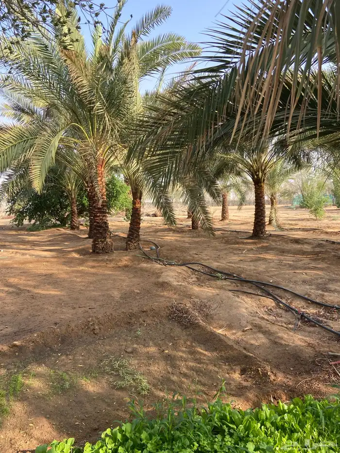 مزرعة 10