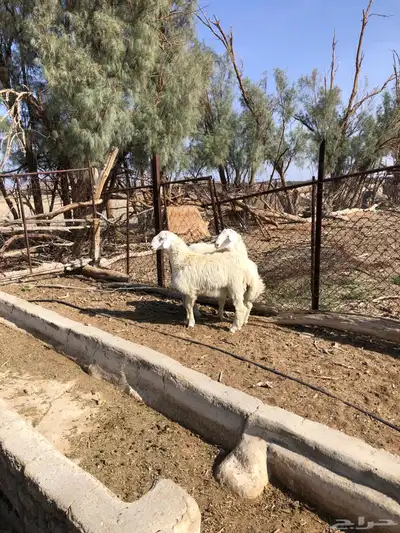 طليان فل الفل شحم ذبايح رمضان من مراح في الديره 3