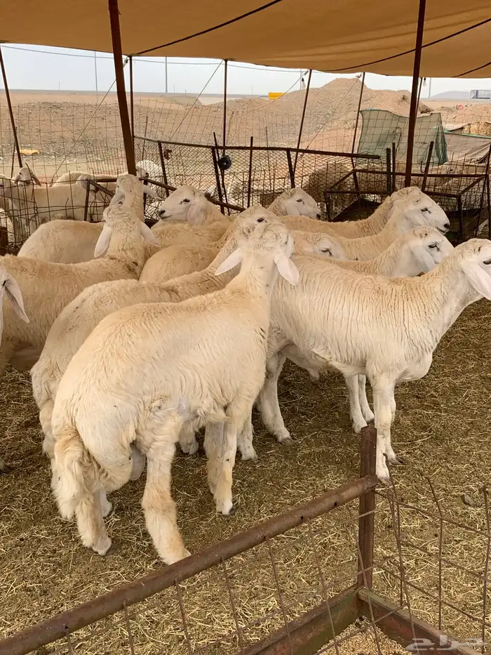 حري ذبايح ثلاجه ذبائح مناسبات يوجد صلخ وتقطيع وتوصيل 9