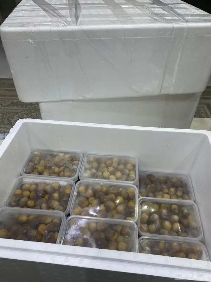 روثانه رطب 12