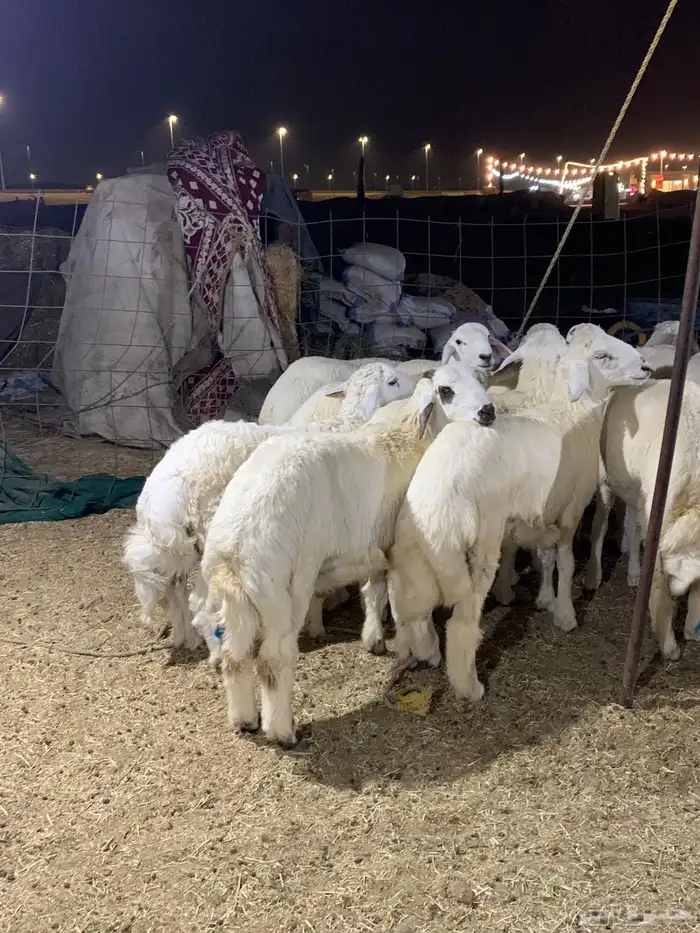 حري ذبايح ثلاجه ذبائح مناسبات يوجد صلخ وتقطيع وتوصيل 3