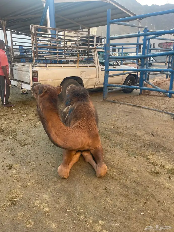 ملحمة ذبايح الحجاز ( اقرأ التعليقات و الصور) 51