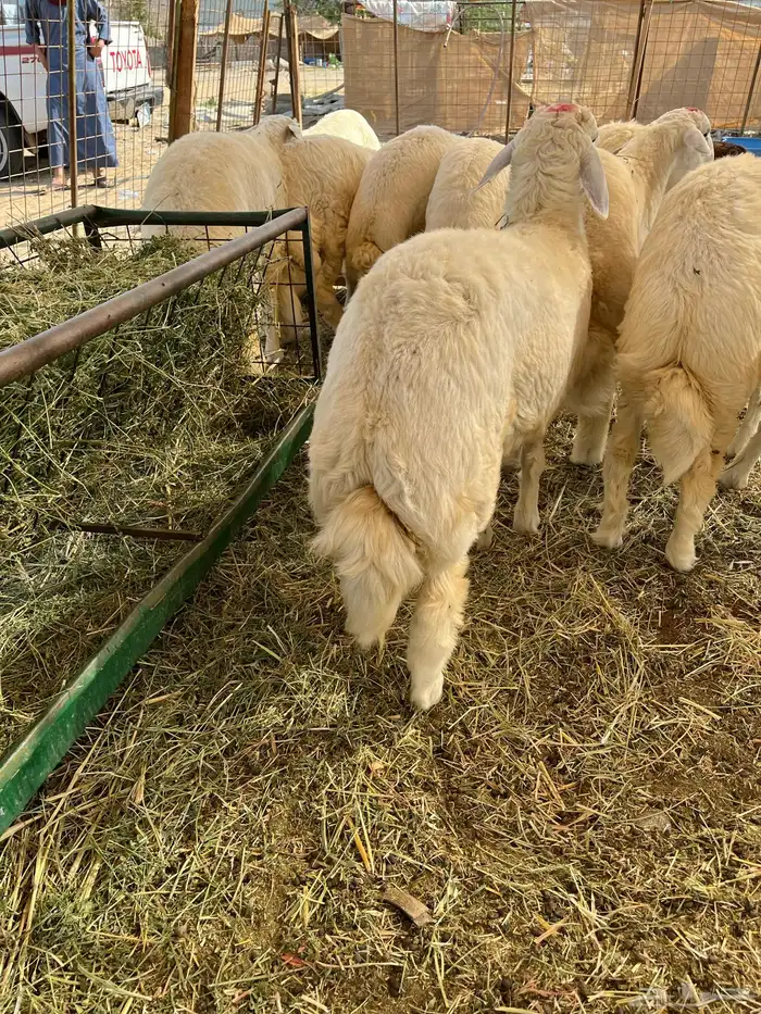 طليان حري جميع المقاسات نظيف ماشاء الله تبارك الله 2