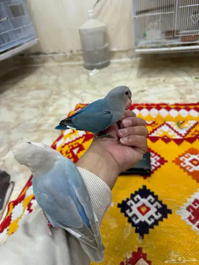 روز 1
