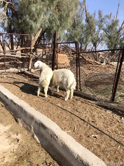 طليان فل الفل شحم ذبايح رمضان من مراح في الديره 14