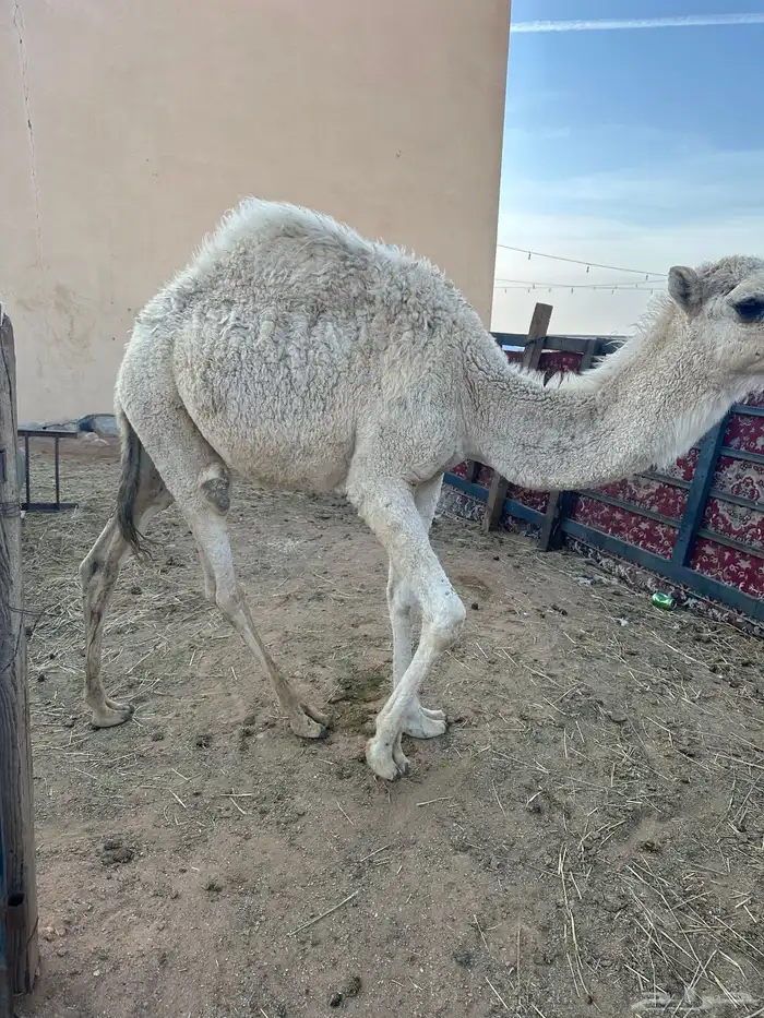 قعدان مفاريد 0