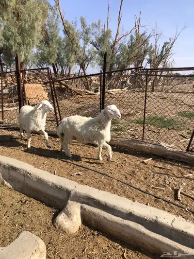 طليان فل الفل شحم ذبايح رمضان من مراح في الديره 15